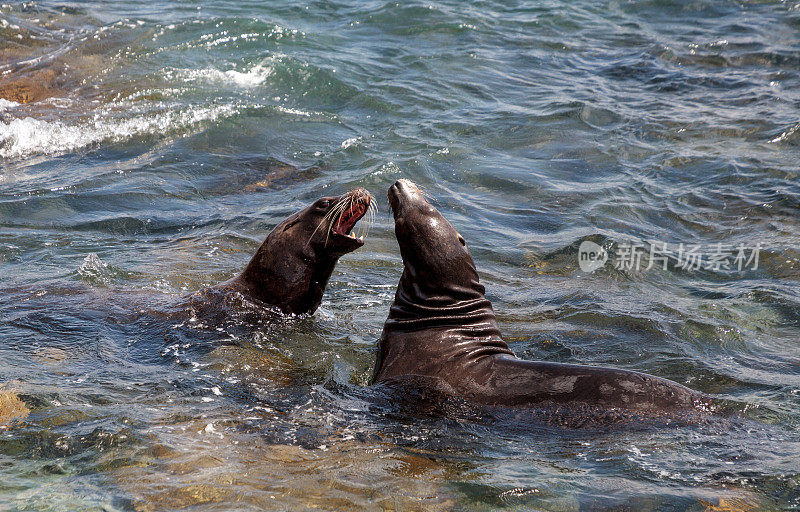 游泳的加利福尼亚海狮Zalophus californianus